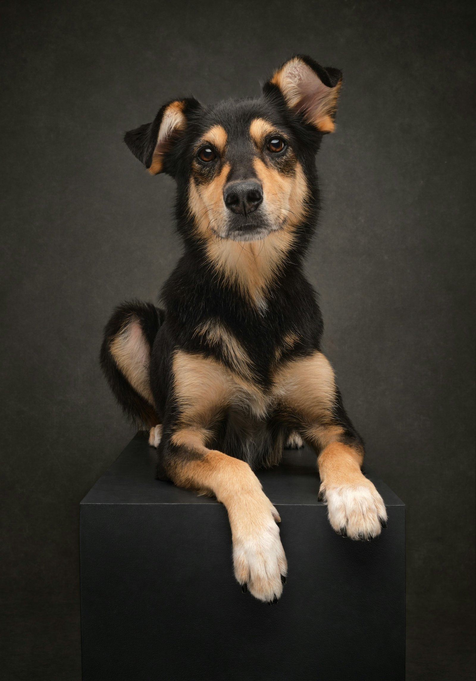 Dog resting its paws on a studio platform