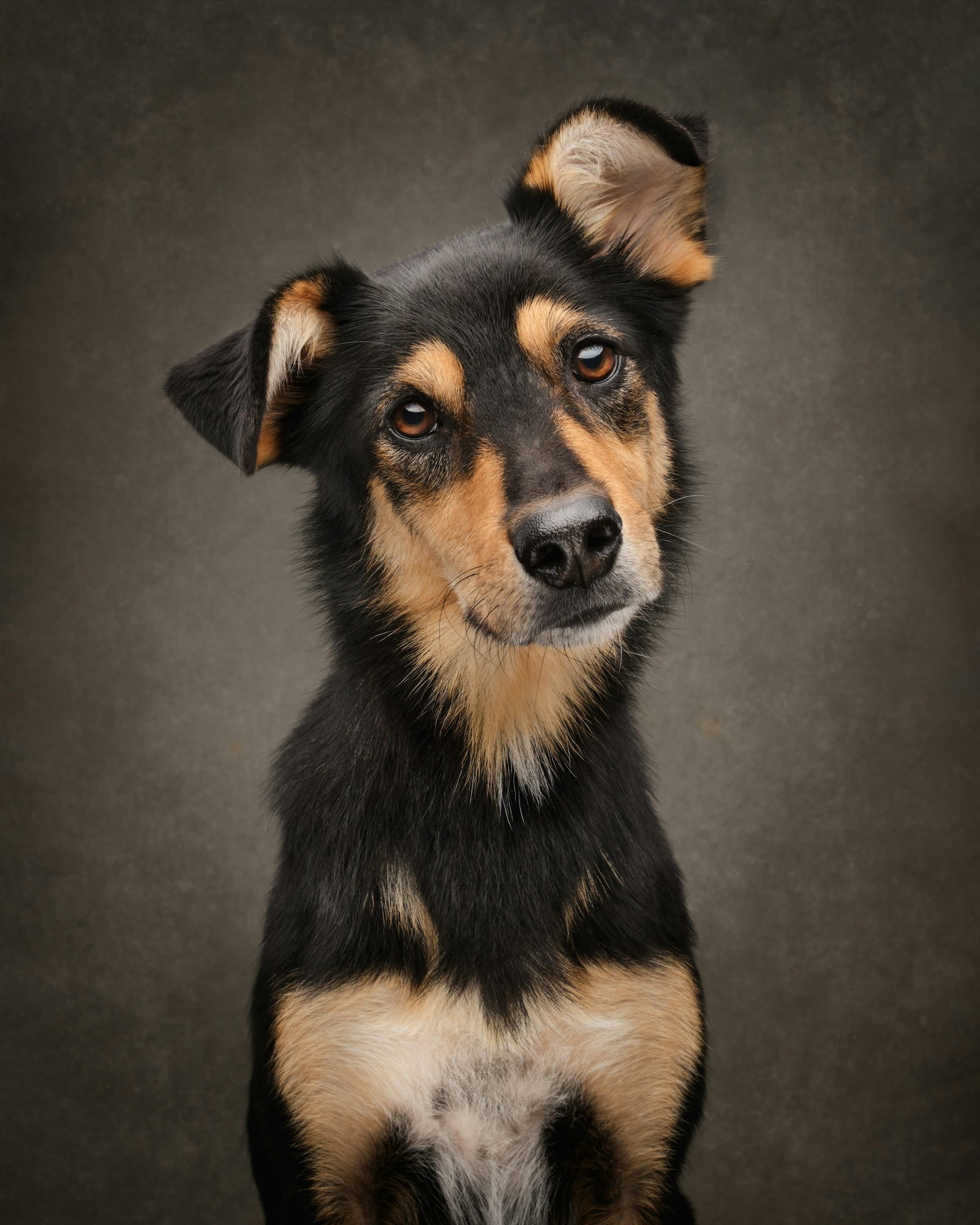 Studio portrait of a black and tan dog